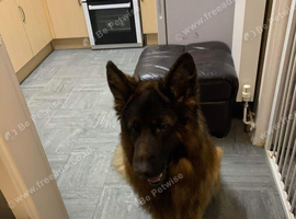 German shepherd, female. WANTED.