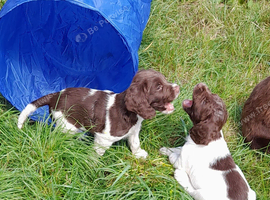 Gorgeous English Springer Spaniel Puppies