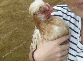(Rare Breed) Austrian Sumtaler hens, endangered species