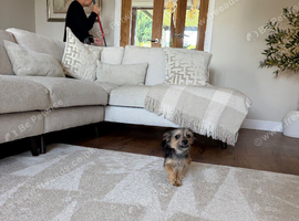 Yorkie Russel puppy for sale