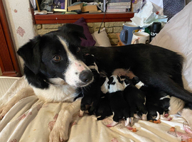 Beautiful Border Jack Puppies for Sale