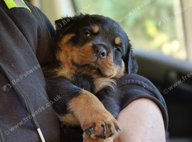 Rottweiler Puppies