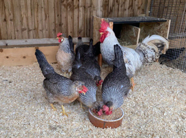 Cream crested legbar hatching eggs