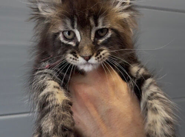 XL beautiful maine coon kittens