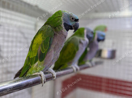 Derbyan parrot