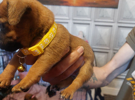 Jackwawas puppies