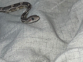 Corn snake