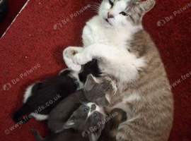Beautiful kittens grey with white paws