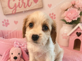** RARE COLOURED DNA CLEAR CAVAPOO PUPPIES **