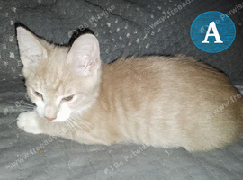 Two Ginger Boy Kittens - Serious Inquiries Only