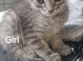 Beautiful bengal tabby kittens
