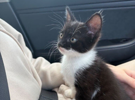 Kitten