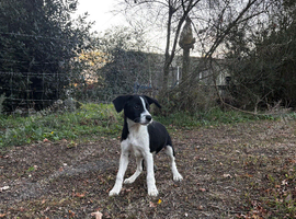 2 gorgeous & playful sprollies looking for their forever homes