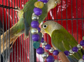 Baby conure Glasgow