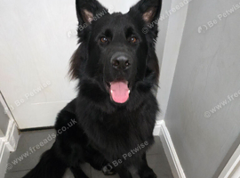 Male long haired German Shepherd  for sale