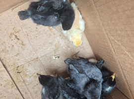 Chicks and ducklings available