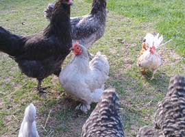 Chickens