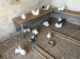 Garden Fantail Pigeons