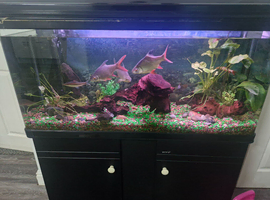 Large thank and fish