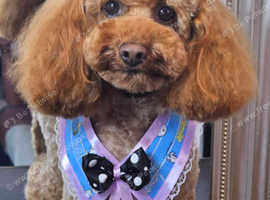 Tiny Red Toy Poodle with a wonderful temperament for stud