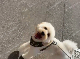 Sammy needs a new home