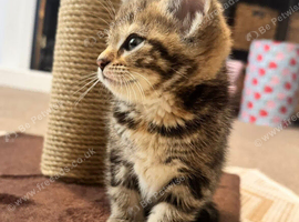 F Bengal X Kitten