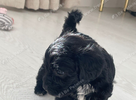 Cavapoo puppies