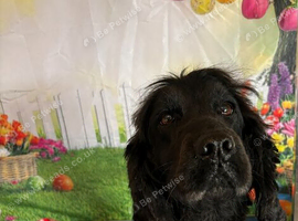 Beautiful Kim cocker spaniel