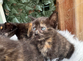 FLUFFY CALICO FEMALE KITTENS TO RESERVE