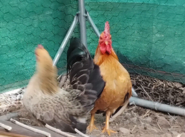 Pair of seramas