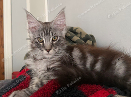 15 week full mainecoon