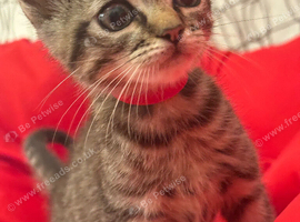 Bengal x British long hair
