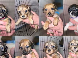 Beautiful Poochi Datzu Puppies