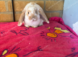 Beautiful mini lop babies