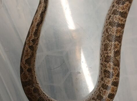 adult breeding pair  of russian brown sand boas