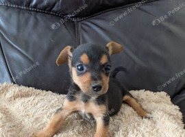 Beautiful Pure Bred Jack Russells.