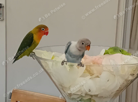 Fischers lovebirds for sale