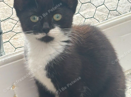 2 kittens tuxedo and black