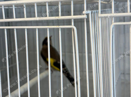 2026 BBC Rung Young Male Goldfinches