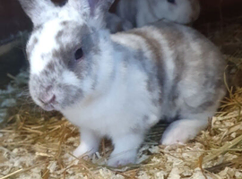 Mini Rex babies x