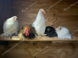Chickens