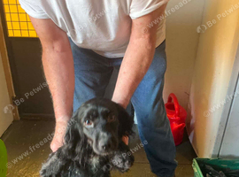 cocker spaniel girl for sale