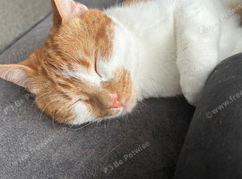 Beautiful 4 year old Male cat