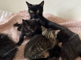 Selling 6 kittens