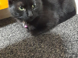 Black cat