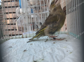 Green finch