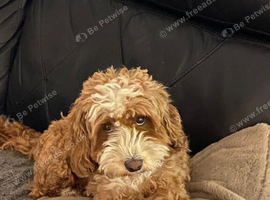 Adult Cavapoo Girl