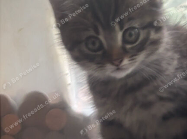 1/2 British blue kittens