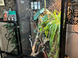 Yemen Chameleon + Vivarium Setup Kit