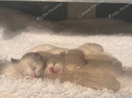 Ragdoll Kittens for sale